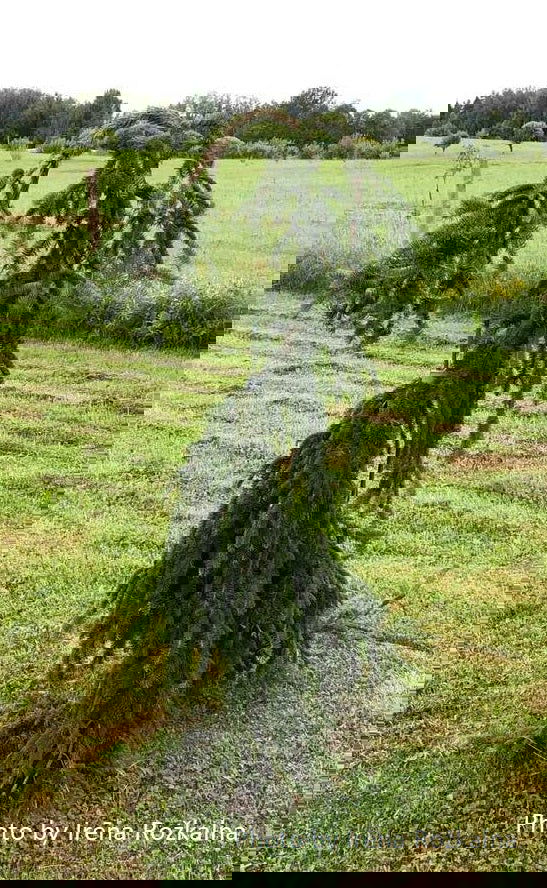 - Picea abies 'Aarburg' Weeping Norway Spruce - Mr Maple │ Buy Japanese Maple Trees