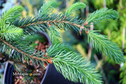 - Picea abies 'Aarburg' Weeping Norway Spruce - Mr Maple │ Buy Japanese Maple Trees