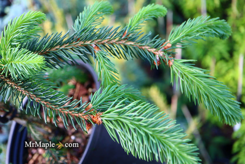 - Picea abies 'Aarburg' Weeping Norway Spruce - Mr Maple │ Buy Japanese Maple Trees