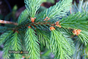 - Picea abies 'Aarburg' Weeping Norway Spruce - Mr Maple │ Buy Japanese Maple Trees