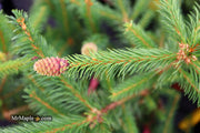 - Picea abies 'Chub' Norway Spruce - Mr Maple │ Buy Japanese Maple Trees
