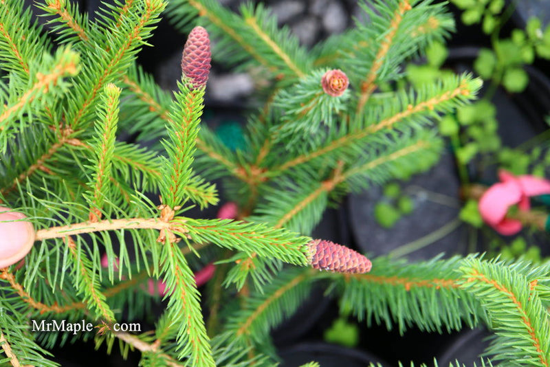 - Picea abies 'Chub' Norway Spruce - Mr Maple │ Buy Japanese Maple Trees