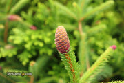 - Picea abies 'Chub' Norway Spruce - Mr Maple │ Buy Japanese Maple Trees