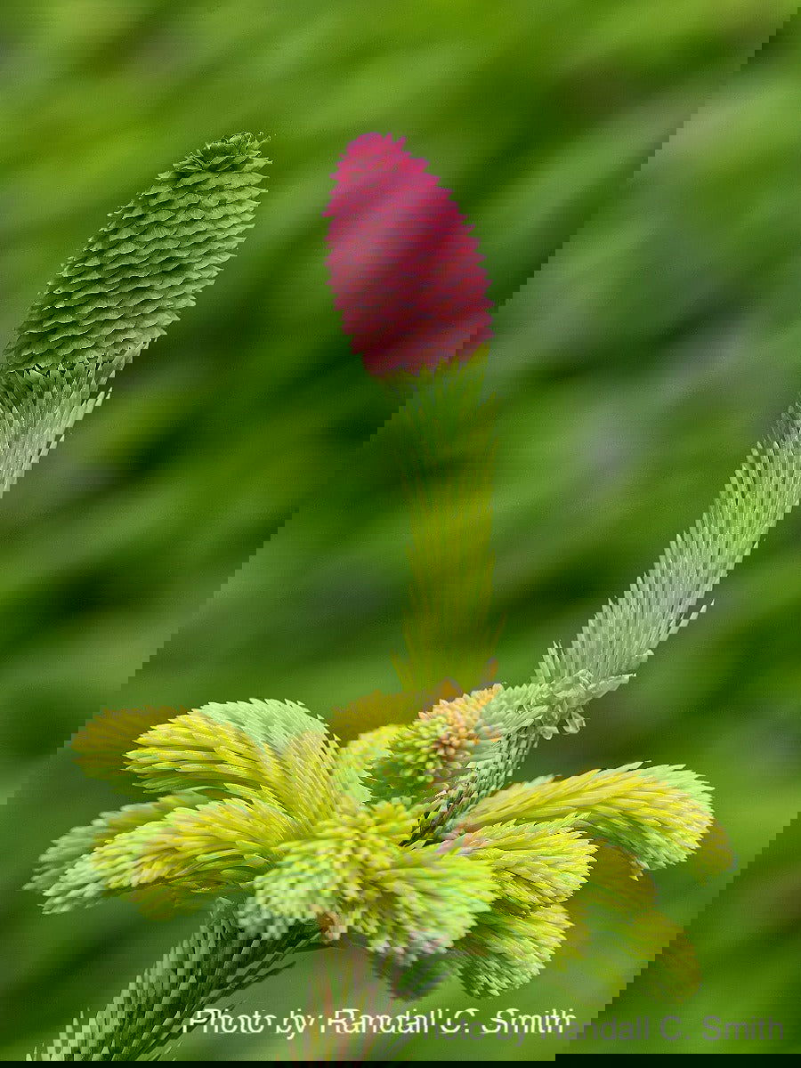 VOLVO　Abies procera　Picea abies トウヒ Picea abies - Wikipedia