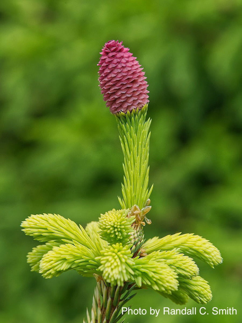 - Picea abies 'Chub' Norway Spruce - Mr Maple │ Buy Japanese Maple Trees