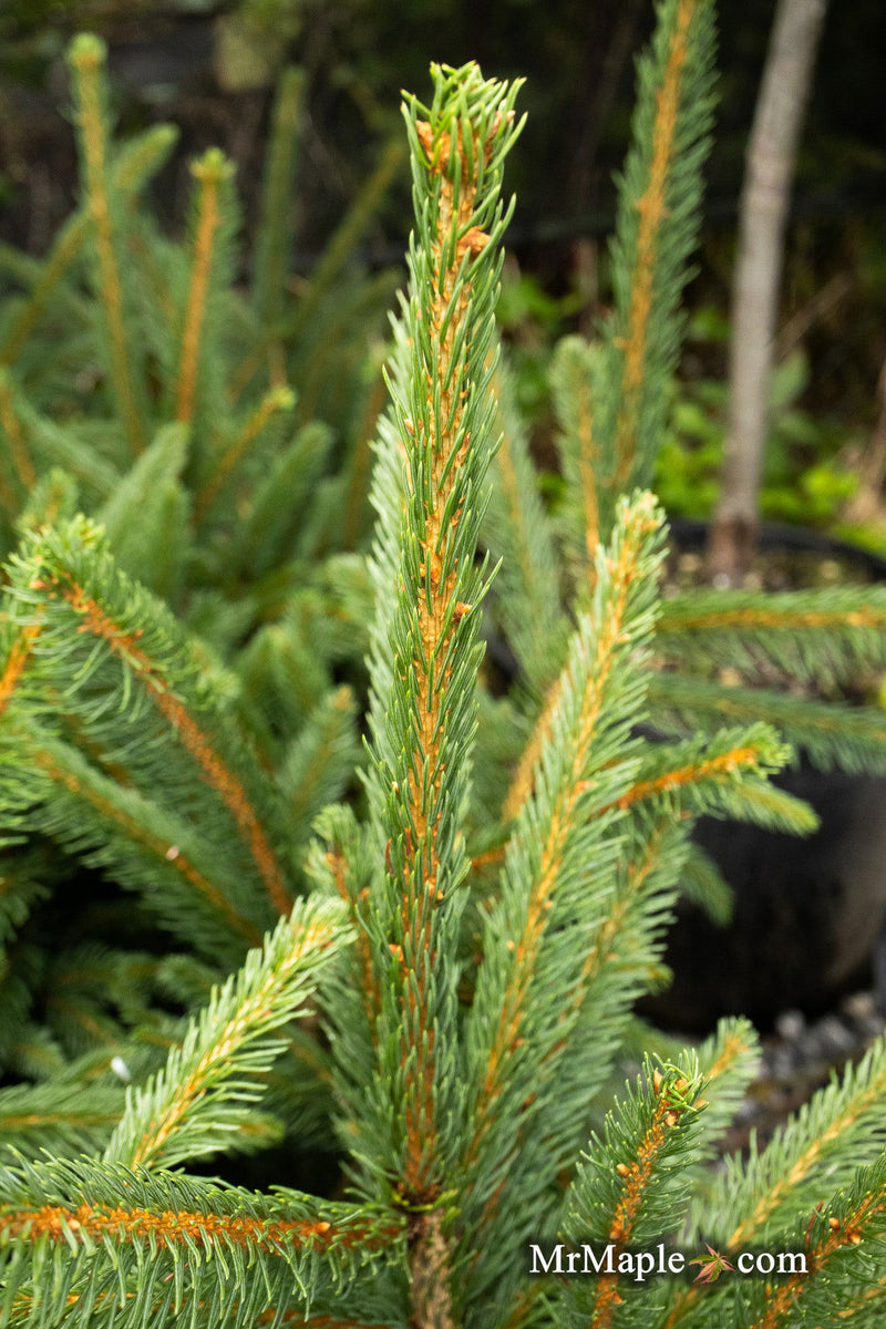 - Picea abies 'Cupressina' Norway Spruce - Mr Maple │ Buy Japanese Maple Trees