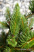 - Picea abies 'Cupressina' Norway Spruce - Mr Maple │ Buy Japanese Maple Trees