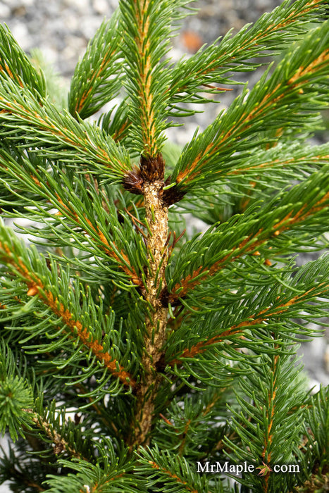 - Picea abies 'Cupressina' Norway Spruce - Mr Maple │ Buy Japanese Maple Trees