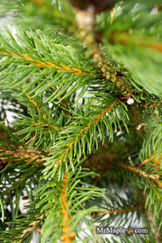 - Picea abies 'Cupressina' Norway Spruce - Mr Maple │ Buy Japanese Maple Trees