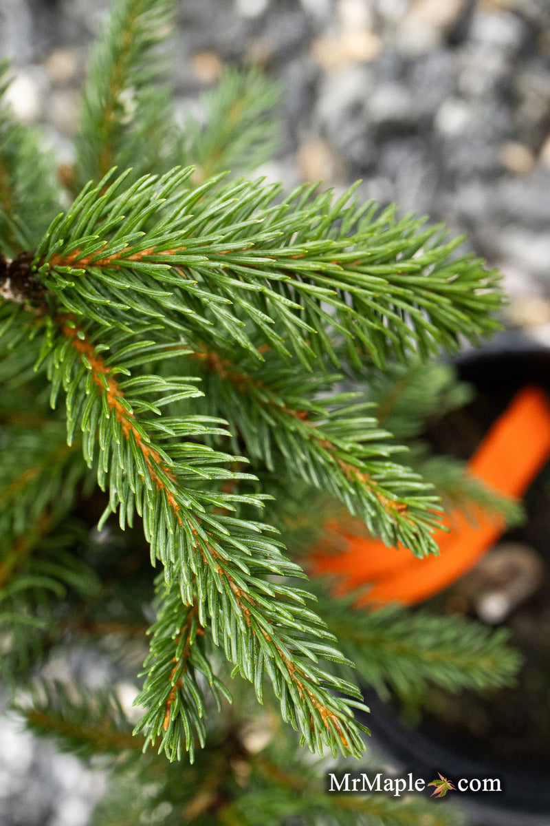 - Picea abies 'Cupressina' Norway Spruce - Mr Maple │ Buy Japanese Maple Trees