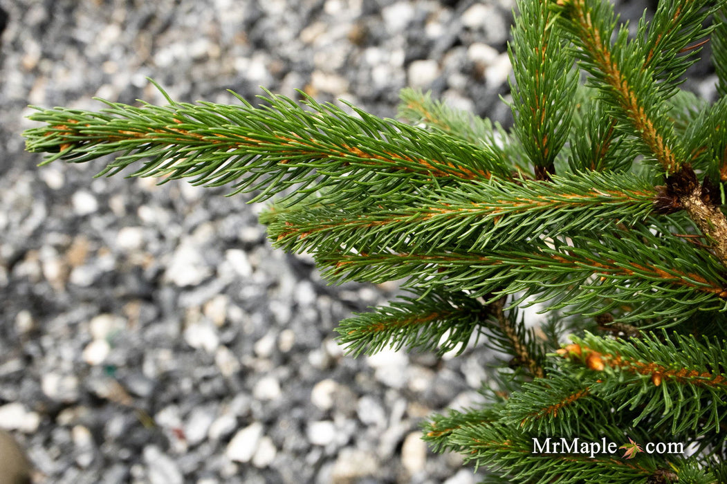 - Picea abies 'Cupressina' Norway Spruce - Mr Maple │ Buy Japanese Maple Trees