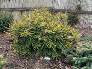 - Picea abies 'Dandylion' Golden Weeping Norway Spruce - Mr Maple │ Buy Japanese Maple Trees