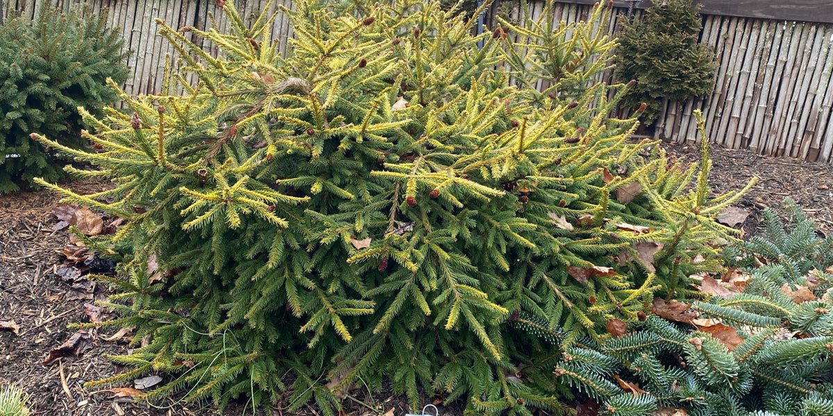 Buy Picea abies 'Dandylion' Weeping Golden Norway Spruce — Mr