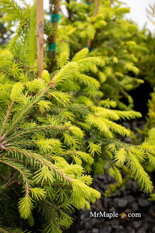 - Picea abies 'Dandylion' Golden Weeping Norway Spruce - Mr Maple │ Buy Japanese Maple Trees