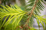 - Picea abies 'Dandylion' Golden Weeping Norway Spruce - Mr Maple │ Buy Japanese Maple Trees