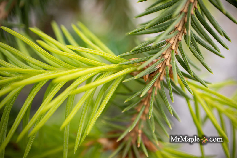 - Picea abies 'Dandylion' Golden Weeping Norway Spruce - Mr Maple │ Buy Japanese Maple Trees