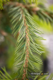 - Picea abies 'Dandylion' Golden Weeping Norway Spruce - Mr Maple │ Buy Japanese Maple Trees