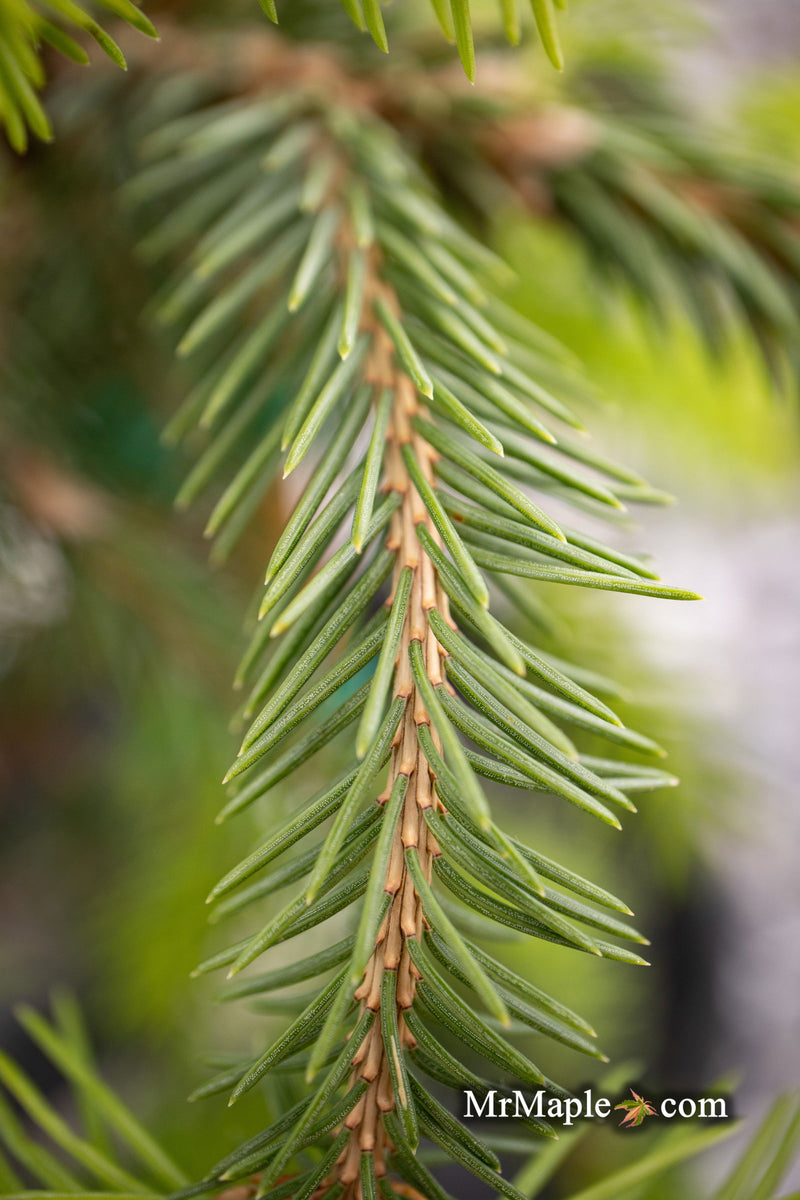 - Picea abies 'Dandylion' Golden Weeping Norway Spruce - Mr Maple │ Buy Japanese Maple Trees
