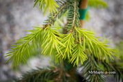 - Picea abies 'Dandylion' Golden Weeping Norway Spruce - Mr Maple │ Buy Japanese Maple Trees