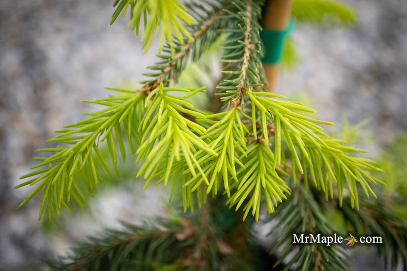 - Picea abies 'Dandylion' Golden Weeping Norway Spruce - Mr Maple │ Buy Japanese Maple Trees