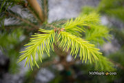 - Picea abies 'Dandylion' Golden Weeping Norway Spruce - Mr Maple │ Buy Japanese Maple Trees