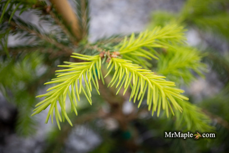 - Picea abies 'Dandylion' Golden Weeping Norway Spruce - Mr Maple │ Buy Japanese Maple Trees