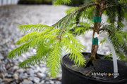 - Picea abies 'Dandylion' Golden Weeping Norway Spruce - Mr Maple │ Buy Japanese Maple Trees