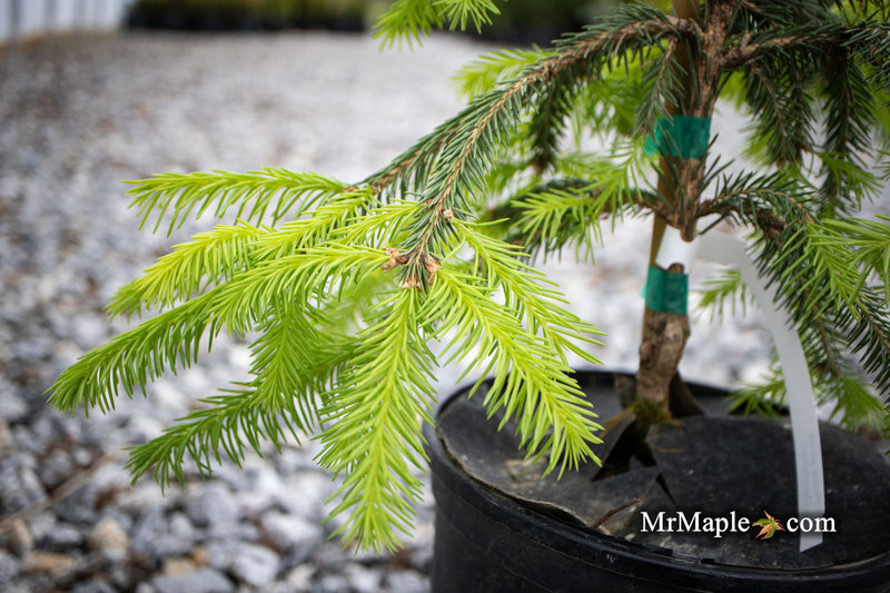 - Picea abies 'Dandylion' Golden Weeping Norway Spruce - Mr Maple │ Buy Japanese Maple Trees