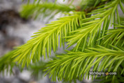 - Picea abies 'Dandylion' Golden Weeping Norway Spruce - Mr Maple │ Buy Japanese Maple Trees