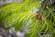 - Picea abies 'Dandylion' Golden Weeping Norway Spruce - Mr Maple │ Buy Japanese Maple Trees