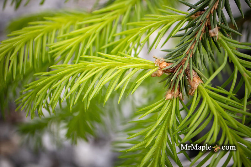 - Picea abies 'Dandylion' Golden Weeping Norway Spruce - Mr Maple │ Buy Japanese Maple Trees