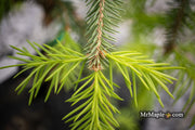 - Picea abies 'Dandylion' Golden Weeping Norway Spruce - Mr Maple │ Buy Japanese Maple Trees
