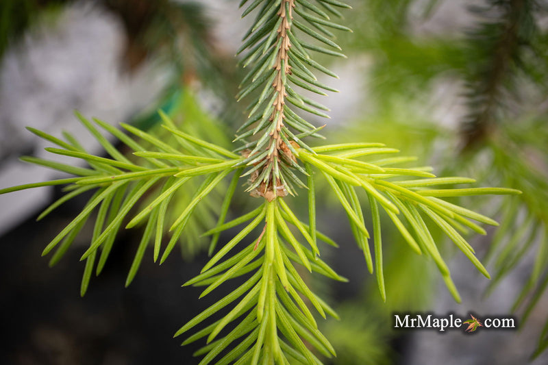 - Picea abies 'Dandylion' Golden Weeping Norway Spruce - Mr Maple │ Buy Japanese Maple Trees