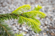 - Picea abies 'Dandylion' Golden Weeping Norway Spruce - Mr Maple │ Buy Japanese Maple Trees