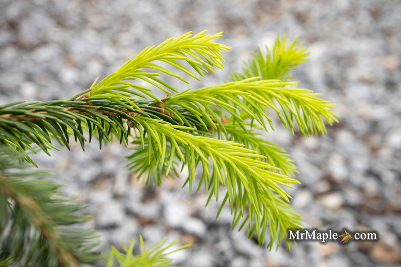- Picea abies 'Dandylion' Golden Weeping Norway Spruce - Mr Maple │ Buy Japanese Maple Trees