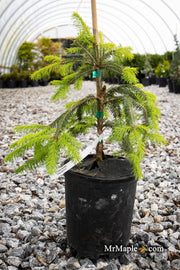 - Picea abies 'Dandylion' Golden Weeping Norway Spruce - Mr Maple │ Buy Japanese Maple Trees