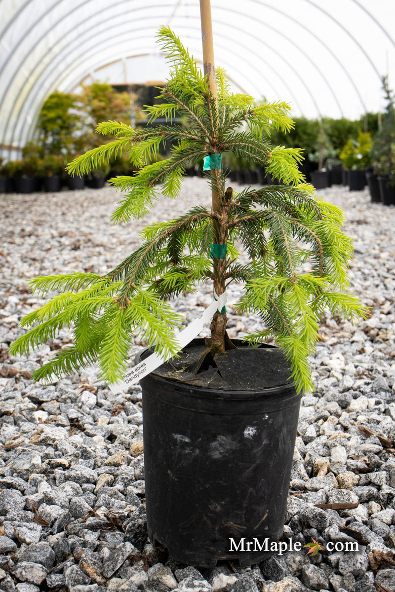 - Picea abies 'Dandylion' Golden Weeping Norway Spruce - Mr Maple │ Buy Japanese Maple Trees