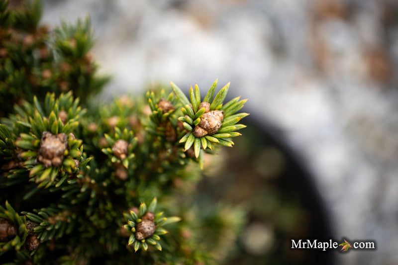 - Picea abies 'Dumpy' Rare Dwarf Norway Spruce - Mr Maple │ Buy Japanese Maple Trees