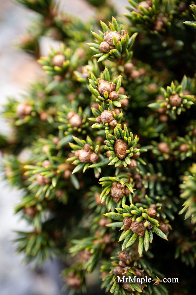 - Picea abies 'Dumpy' Rare Dwarf Norway Spruce - Mr Maple │ Buy Japanese Maple Trees