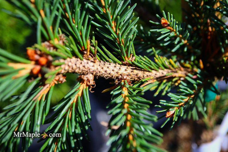 - Picea abies 'Frohburg' Weeping Norway Spruce - Mr Maple │ Buy Japanese Maple Trees
