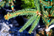 - Picea abies 'Frohburg' Weeping Norway Spruce - Mr Maple │ Buy Japanese Maple Trees