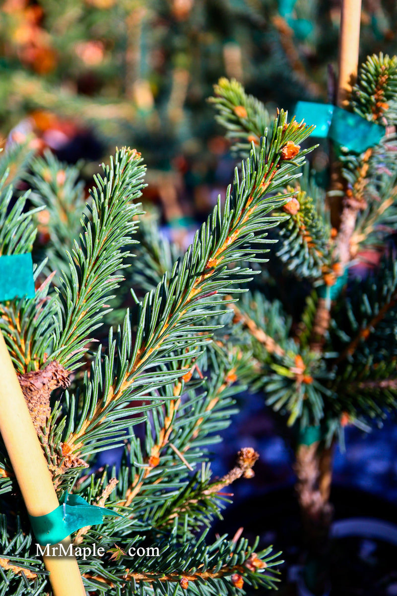 - Picea abies 'Frohburg' Weeping Norway Spruce - Mr Maple │ Buy Japanese Maple Trees