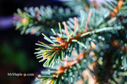 - Picea abies 'Frohburg' Weeping Norway Spruce - Mr Maple │ Buy Japanese Maple Trees