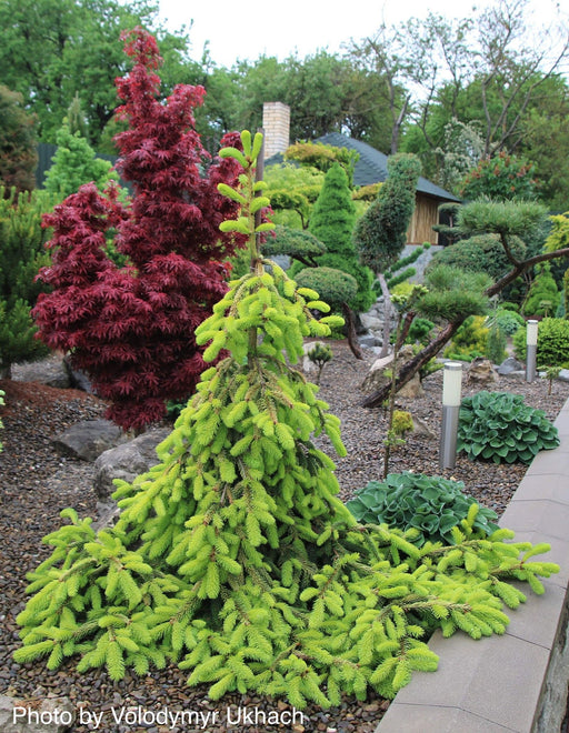 - Picea abies 'Gold Drift' Weeping Golden Norway Spruce - Mr Maple │ Buy Japanese Maple Trees