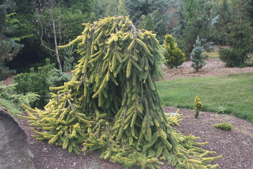 - Picea abies 'Gold Drift' Weeping Golden Norway Spruce - Mr Maple │ Buy Japanese Maple Trees