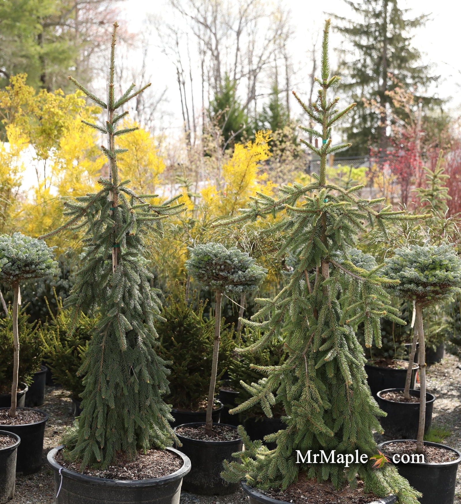 Buy Picea abies 'Gold Drift' Weeping Golden Norway Spruce — Mr