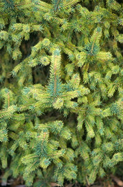 - Picea abies 'Gold Dust' Norway Spruce - Mr Maple │ Buy Japanese Maple Trees