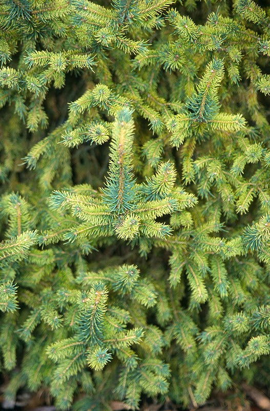 - Picea abies 'Gold Dust' Norway Spruce - Mr Maple │ Buy Japanese Maple Trees