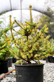 - Picea abies 'Gold Dust' Norway Spruce - Mr Maple │ Buy Japanese Maple Trees