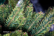 - Picea abies 'Gold Dust' Norway Spruce - Mr Maple │ Buy Japanese Maple Trees
